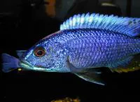 Electric blue hap (Sciaenochromis ahli)