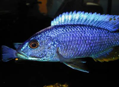 Electric blue hap (Sciaenochromis ahli)