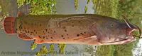Electric catfish (Malapterurus electricus)