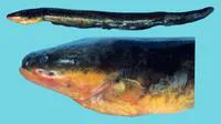 Electric eel (Electrophorus electricus)