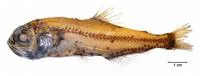 Electric lantern fish (Electrona risso)