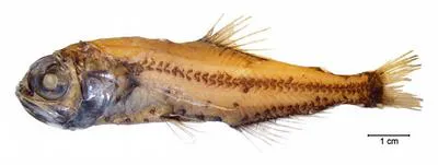 Electric lantern fish (Electrona risso)
