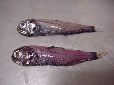 Electron subantarctic (Electrona carlsbergi)