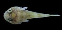 Elegant clingfish (Arcos decoris)