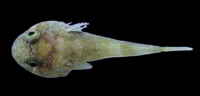 Elegant clingfish (Arcos decoris)