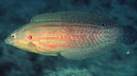 Elegant coris (Coris venusta)