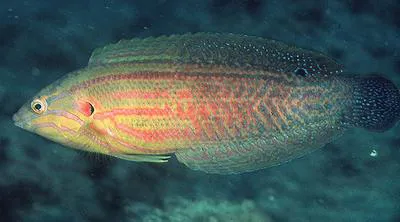 Elegant coris (Coris venusta)