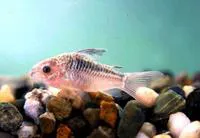 Elegant corydoras (Corydoras elegans)