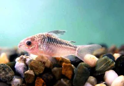 Elegant corydoras (Corydoras elegans)