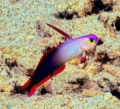 Elegant firefish (Nemateleotris decora)
