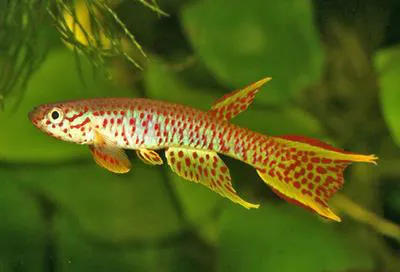 Elegant killi (Aphyosemion elegans)