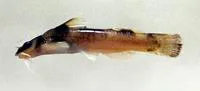 Elegant madtom (Noturus elegans)