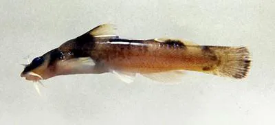 Elegant madtom (Noturus elegans)