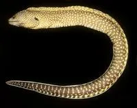 Elegant moray (Gymnothorax elegans)