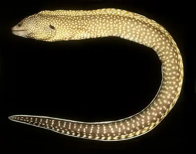 Elegant moray (Gymnothorax elegans)