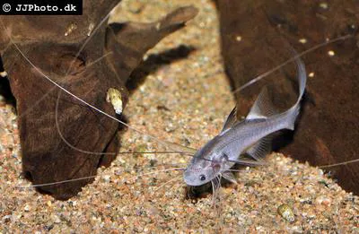 Elegant paradise fish (Polynemus multifilis)