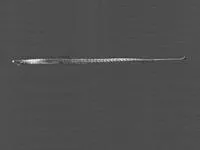 Elegant pipefish (Nannocampus elegans)