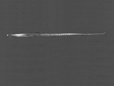 Elegant pipefish (Nannocampus elegans)