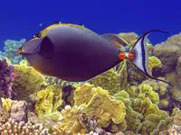 Elegant unicornfish (Naso elegans)