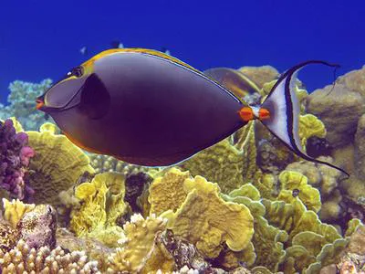 Elegant unicornfish (Naso elegans)