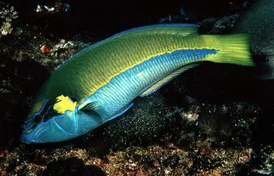 Elegant wrasse (Anampses elegans)