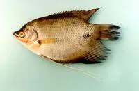 Elephant ear gourami (Osphronemus exodon)