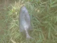Elephant Fish (Pollimyrus isidori isidori)