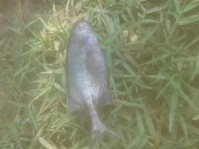Elephant Fish (Pollimyrus isidori isidori)