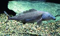 Elephant-snout fish (Mormyrus kannume)