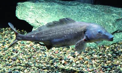 Elephant-snout fish (Mormyrus kannume)