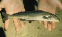 Elephant snout (Mormyrus hasselquistii)