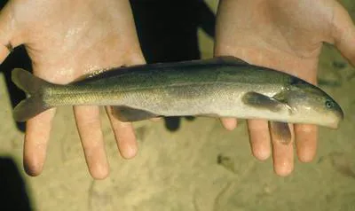 Elephant snout (Mormyrus hasselquistii)