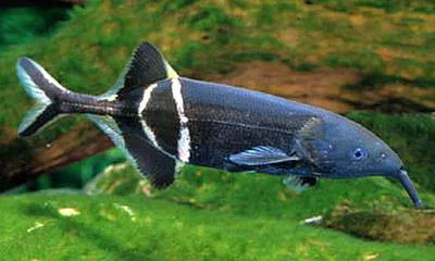 Elephantnose fish (Gnathonemus petersii)