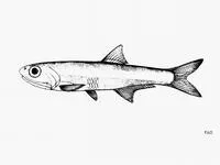 Elongate anchovy (Anchoviella elongata)