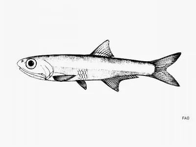 Elongate anchovy (Anchoviella elongata)