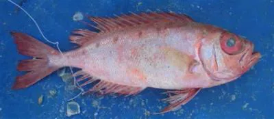 Elongate bulleye (Priacanthus prolixus)