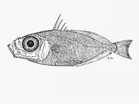 Elongate dory (Zenion leptolepis)