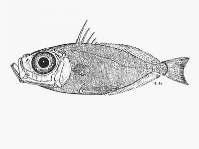 Elongate dory (Zenion leptolepis)