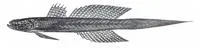 Elongate flap-headed goby (Callogobius producta)
