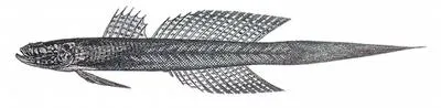 Elongate flap-headed goby (Callogobius producta)