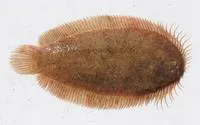 Elongate flounder (Ammotretis elongatus)