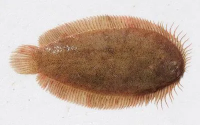 Elongate flounder (Ammotretis elongatus)