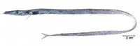 Elongate frostfish (Benthodesmus elongatus)