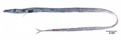 Elongate frostfish (Benthodesmus elongatus)