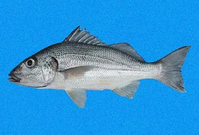 Elongate grunt (Haemulopsis elongatus)