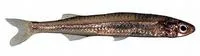 Elongate hardyhead (Atherinosoma elongata)