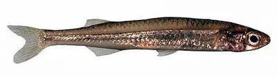 Elongate hardyhead (Atherinosoma elongata)