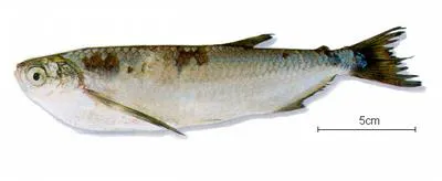 Elongate hatchetfish (Triportheus elongatus)