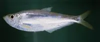 Elongate ilisha (Ilisha elongata)