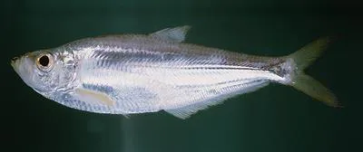 Elongate ilisha (Ilisha elongata)